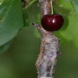 Kako kalemiti trešnje u proljeće i ljeto